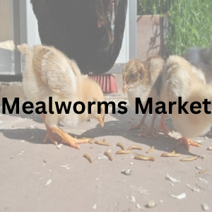 Mealworms Market